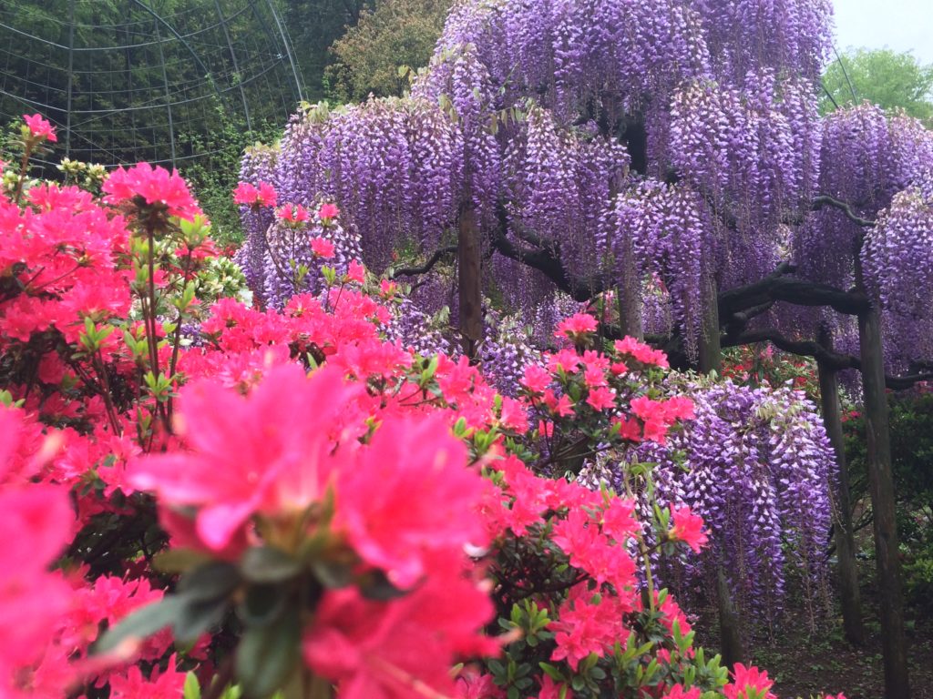 Wisteria and azalea of Ashikaga flower park 