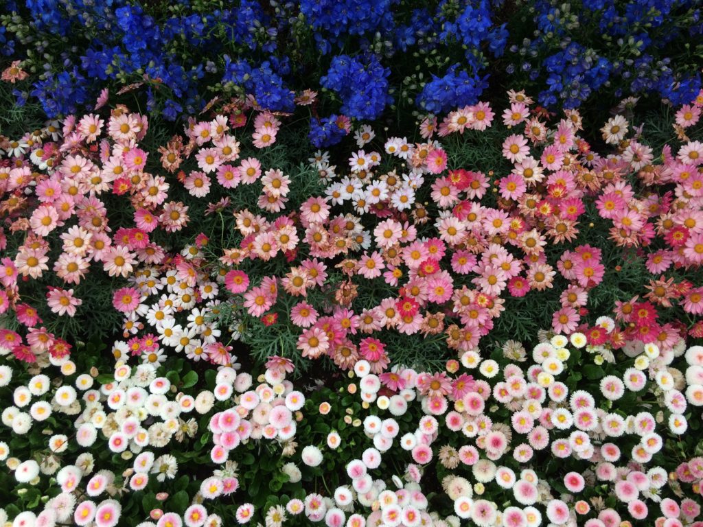 Flowers of Ashikaga Flower Park