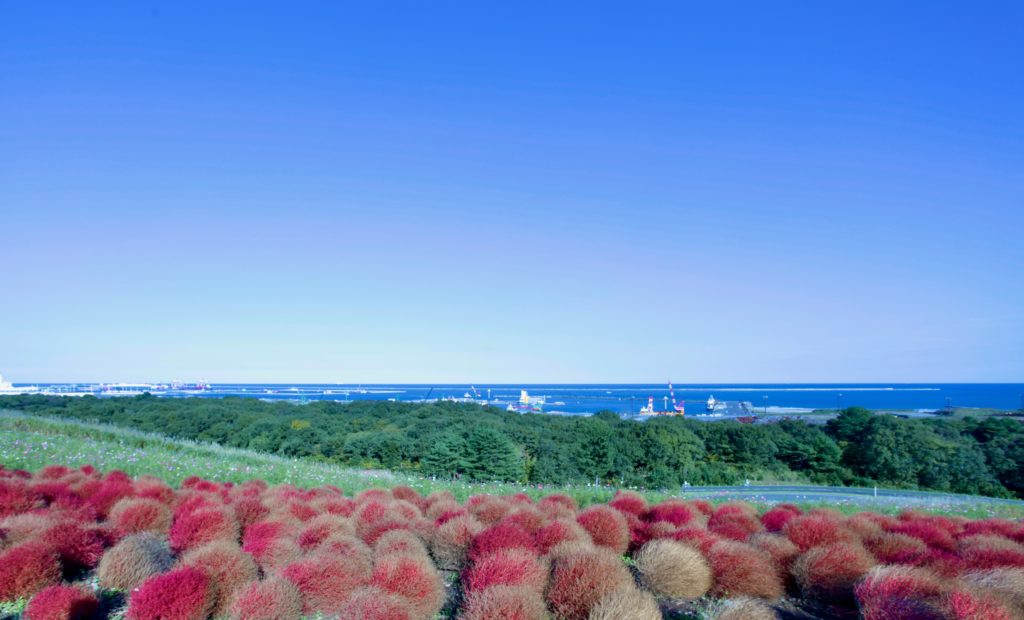 茨城 ひたち海浜公園のコキア。みはらしの丘から見える海