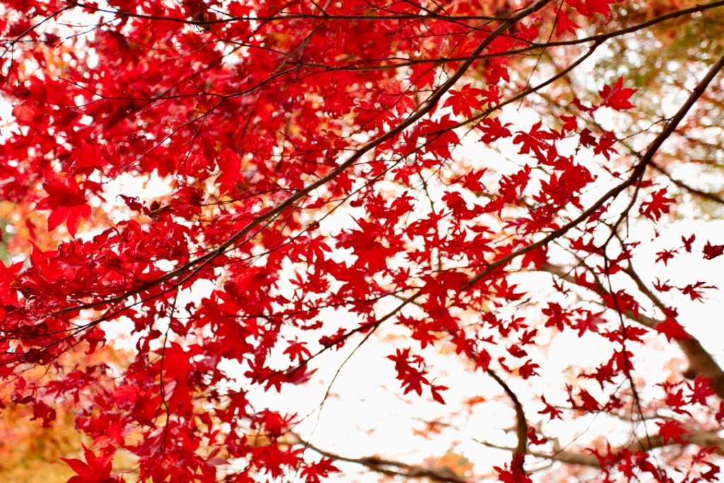 鎌倉 明月院の紅葉