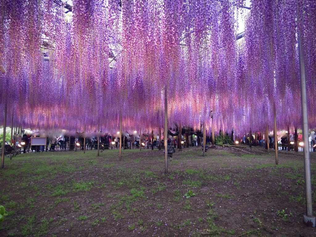 Wisteria of Ashikaga flower park 