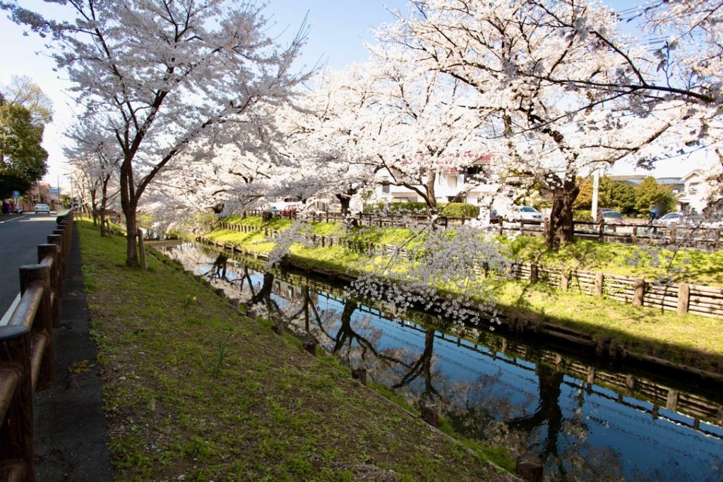 川越　新河岸の桜並木