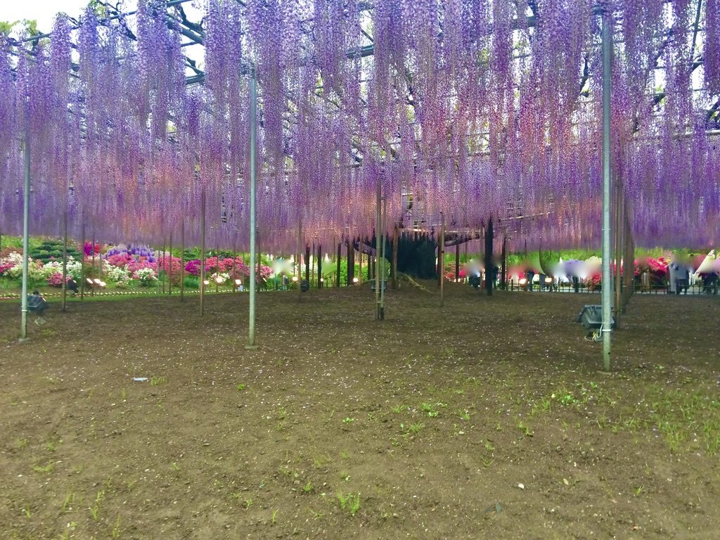 Wisteria of Ashikaga flower park 
