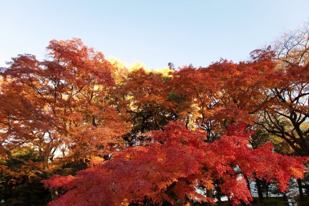Maple sedition of the former Iwasaki Residence Garden