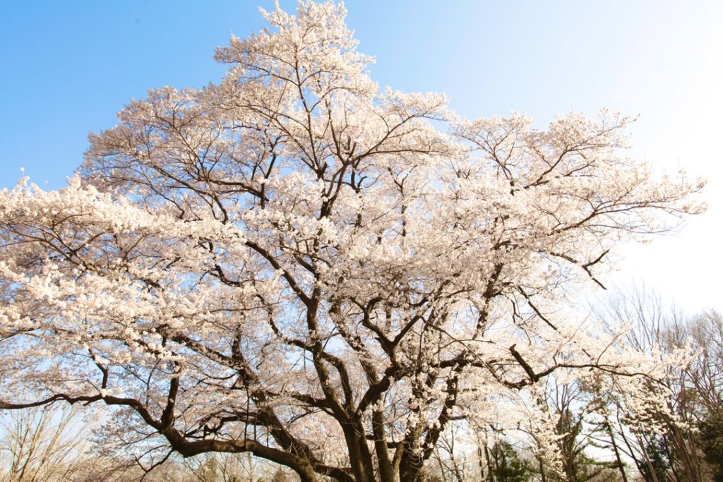 Cherry blossoms in Hachigata Castle