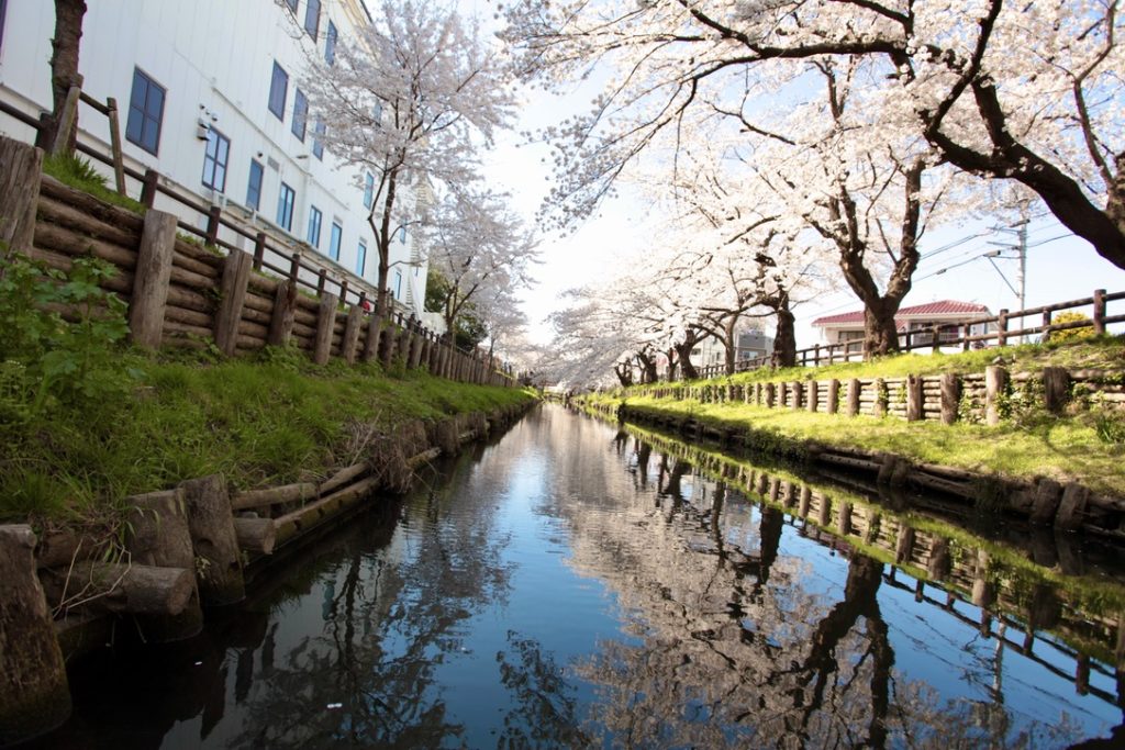 Kawagoe Shingashi Riverbed Cherry Blossoms