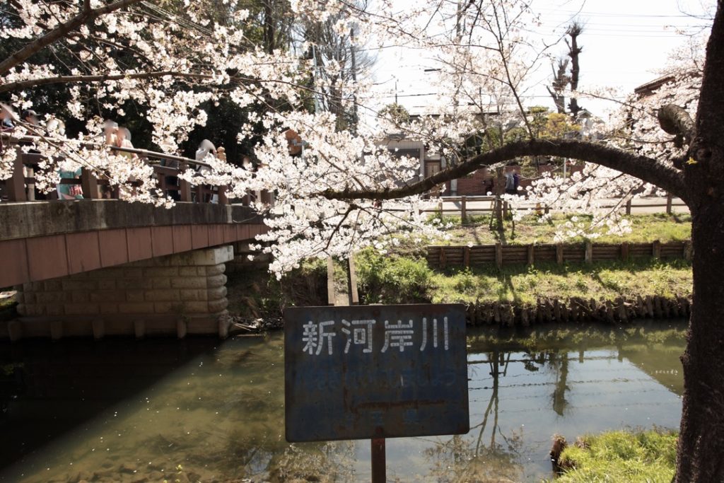 Kawagoe Shingashi Riverbed Cherry Blossoms
