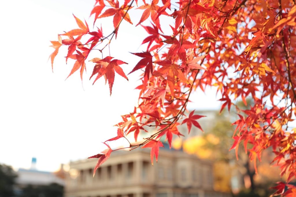 Autumn leaves in the garden of the former Iwasaki Residence